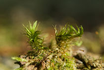 Moss on a trunk by Andreas Müller