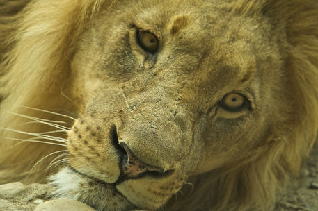 Lion-portrait