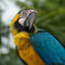 Parrot-macaw
