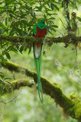 Resplendent-quetzal-2