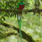 Resplendent-quetzal-2