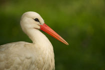 Portrait of a stork von Andreas Müller