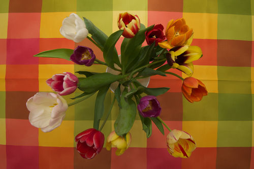 Tulip-checkers