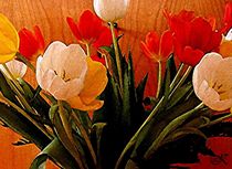 Tulpen by wokli