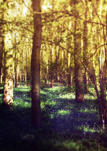 Bluebell Wood von Sybille Sterk