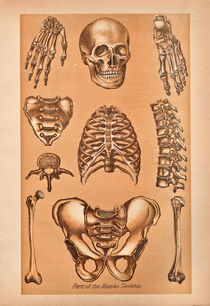 Parts of the human skeleton by Mark Strozier