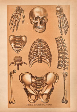 Parts-of-the-human-skeleton