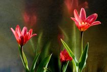 Tulpen by tinadefortunata