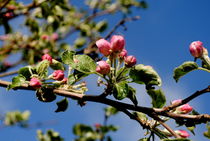 junge  Apfelblüten von tinadefortunata