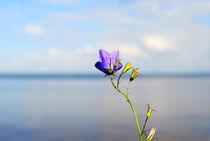 Kleine Blume am See von tinadefortunata