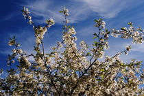 Kirschblüten  by tinadefortunata