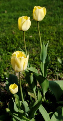 gelbe Tulpen by tinadefortunata