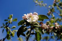 Apfelblüten von tinadefortunata