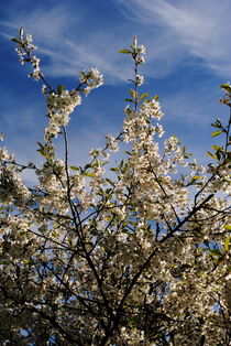 Kirschblüten im Mai von tinadefortunata