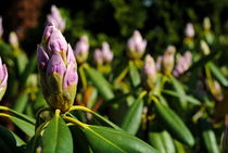 Rhododendron von tinadefortunata
