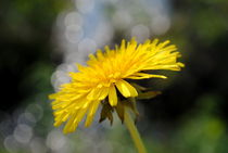 gelbe Blume by tinadefortunata