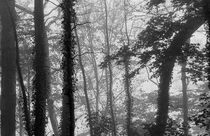 Trees in the Mist von David Halperin