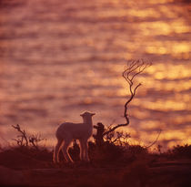 Lamb Watching a Sunset von David Halperin