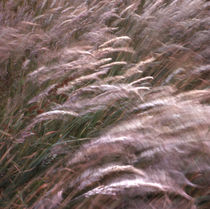 Waving Grasses by David Halperin