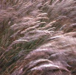 C-022-17-e-waving-grasses
