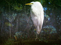 Swamp Bird by Robert Ball