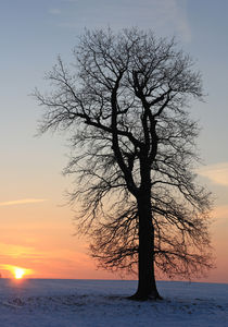 Sonnenuntergang an einer Eiche von Wolfgang Dufner