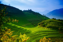 Rice terraces by Alexey Galyzin