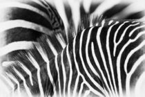 Zebra stripes by Johan Elzenga