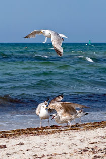 SEAGULLS - Ostsee by captainsilva