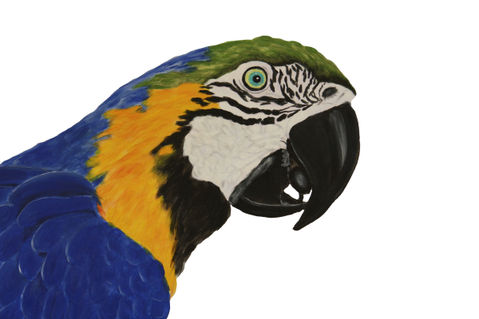 Papagei-freigestellt