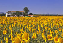 Sunflowers by kent
