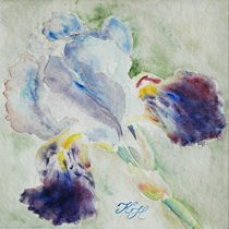 Iris in blue by Katia Boitsova