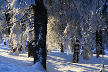 Winterlandschaft am Brocken im Harz 29 von Karina Baumgart