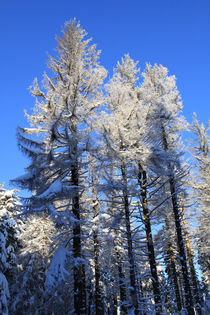 Winterlandschaft im Wald von Karina Baumgart