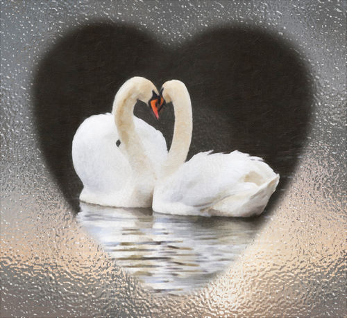 Swans-heart