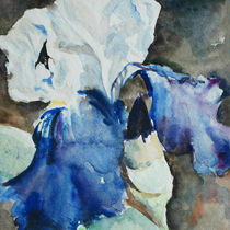 Blue iris by Katia Boitsova
