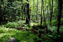 im Wald by tinadefortunata