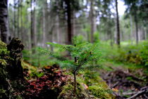 Kleiner Baum  by tinadefortunata