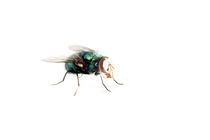Fliege von Jens Berger