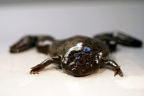 Xenopus laevis by jaybe