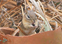 Chipmunks are so Cute von Robert E. Alter / Reflections of Infinity, LLC