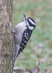 Downy Woodpecker on Dogwood by Robert E. Alter / Reflections of Infinity, LLC