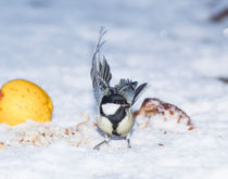 Great Tit in Snow by Graham Prentice