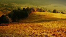 Autumn meadow by Miro Polca