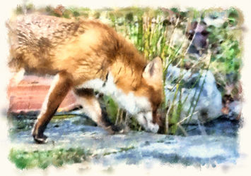 Fox-watercolour