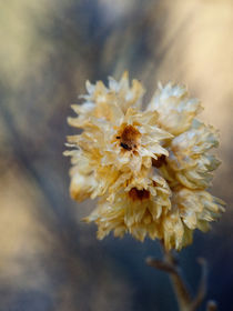 Chamomile Flower von kent