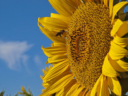 Sunflower-7