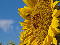 Sunflower & Bee by kent