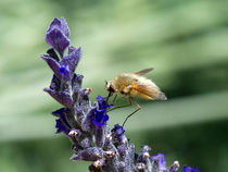 Lavender & Bee by kent