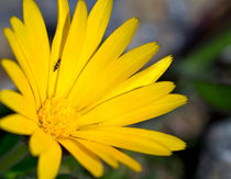 Yellow Wildflower von kent